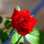 Fresh Red Chinese Rose Flower 20 pcs Seeds
