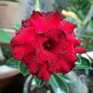 Fresh Red Adenium Obesum Desert Rose 2 PCS Seeds