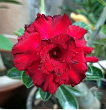 Fresh Red Adenium Obesum Desert Rose 2 PCS Seeds