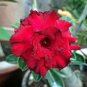 Fresh Red Adenium Obesum Desert Rose 2 PCS Seeds