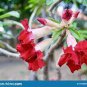 Fresh Red Adenium Obesum Desert Rose 2 PCS Seeds