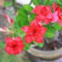 Fresh Red Adenium Obesum Desert Rose 2 PCS Seeds