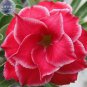 Fresh Red Adenium Obesum Desert Rose 2 PCS Seeds