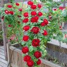 Fresh Red Climbing Rose flowers 50 PCS Seeds