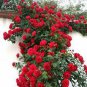 Fresh Red Climbing Rose flowers 50 PCS Seeds