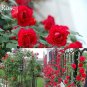 Fresh Red Climbing Rose flowers 50 PCS Seeds