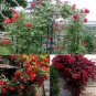 Fresh Red Climbing Rose flowers 50 PCS Seeds