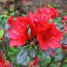 Fresh Rose Red Zalea Rhododendron 50 PCS Seeds Fresh Rose Red Zalea Rhododendron 50 PCS Seeds