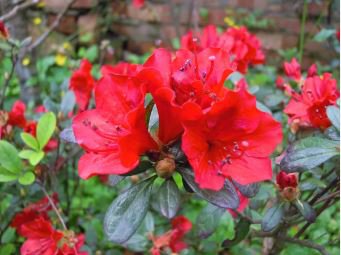 Fresh Rose Red Zalea Rhododendron 50 PCS Seeds