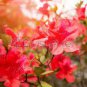 Fresh Rose Red Zalea Rhododendron 50 PCS Seeds