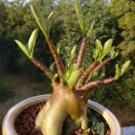 Fresh Seeds Adenium Obesum Desert Roses 20 PCS Seeds Fresh Seeds Adenium Obesum Desert Roses 20 PCS Seeds