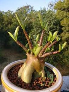 Fresh Seeds Adenium Obesum Desert Roses 20 PCS Seeds