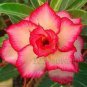 Fresh Seeds Adenium Obesum Desert Roses 20 PCS Seeds