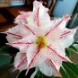Fresh Seeds Adenium Obesum Desert Roses 20 PCS Seeds