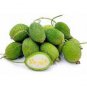 Fresh Seeds HEDGEHOG Cucumber Cucumis dipsaceus RARE and ANCIENT edible 10 PCS Seeds