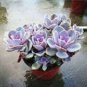 Fresh Succulent Plant Bonsai Radiation Succulents Sedum Bonsai 100 PCS Seeds