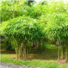 Fresh Thick Bamboo Bonsai Decorative Garden 50 PCS Seeds