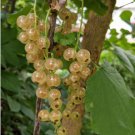 Fresh White Currant 20 PCS Seeds Fresh White Currant 20 PCS Seeds