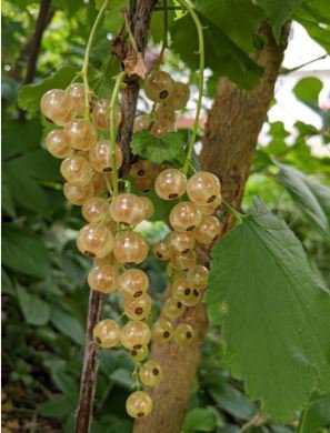Fresh White Currant 20 PCS Seeds