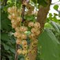 Fresh White Currant 20 PCS Seeds