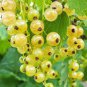 Fresh White Currant 20 PCS Seeds