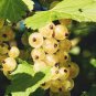 Fresh White Currant 20 PCS Seeds