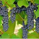Frontenac Blue Grape 100 PCS Seeds