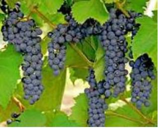 Frontenac Blue Grape 100 PCS Seeds