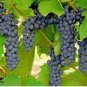 Frontenac Blue Grape 100 PCS Seeds