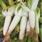 Fruits and Vegetables Silver Glutinous Corn Seed White Waxy Corn 10 PCS Seeds