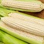 Fruits and Vegetables Silver Glutinous Corn Seed White Waxy Corn 10 PCS Seeds