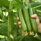 Fruits Cucumber Vegetables 20 PCS Seeds