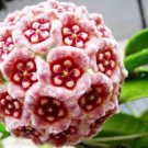 Fuchsia Ball Orchid Bonsai Hoya Carnosa Flores Potted 100 PCS Seeds Fuchsia Ball Orchid Bonsai Hoya Carnosa Flores Potted 100 PCS Seeds