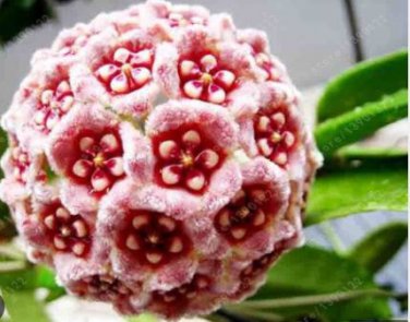Fuchsia Ball Orchid Bonsai Hoya Carnosa Flores Potted 100 PCS Seeds