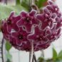 Fuchsia Ball Orchid Bonsai Hoya Carnosa Flores Potted 100 PCS Seeds