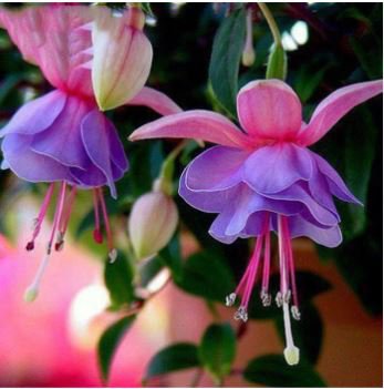 Fuchsia Bonsai Garden Balcony Lanterns Flowers 200 PCS Seeds
