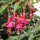 Fuchsia Bonsai Hanging Flowers 100 PCS Seeds