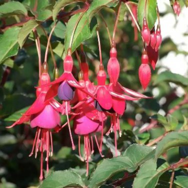 Fuchsia Bonsai Hanging Flowers 100 PCS Seeds