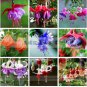 Fuchsia Bonsai Hanging Flowers 100 PCS Seeds