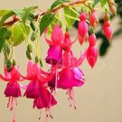 Fuchsia Flowers Lantern Flower Begonia Flower 100 PCS Seeds