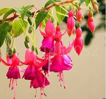 Fuchsia Flowers Lantern Flower Begonia Flower 100 PCS Seeds