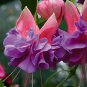Fuchsia Flowers Lantern Flower Begonia Flower 100 PCS Seeds