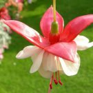 Fuchsia Bonsai Garden Balcony Lanterns Flowers 200 PCS Seeds