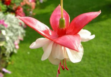 Fuchsia Bonsai Garden Balcony Lanterns Flowers 200 PCS Seeds