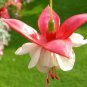 Fuchsia Bonsai Garden Balcony Lanterns Flowers 200 PCS Seeds