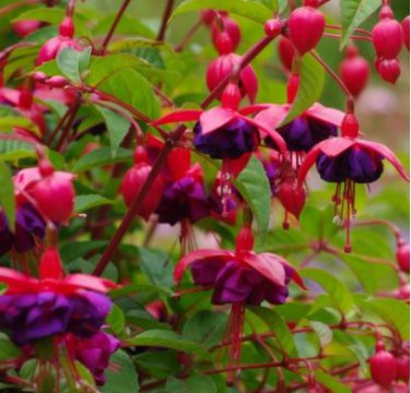 Fuchsia Lanterns Flower Bonsai Indoor Balcony Living 50 PCS Seeds