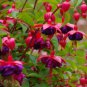 Fuchsia Lanterns Flower Bonsai Indoor Balcony Living 50 PCS Seeds