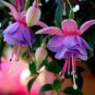 Fuchsia Lanterns Flower Bonsai Indoor Balcony Living 50 PCS Seeds