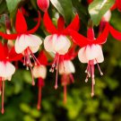 Fuchsia Seeds Rose Red White Double Flowers 200 PCS Seeds