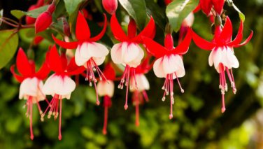 Fuchsia Seeds Rose Red White Double Flowers 200 PCS Seeds